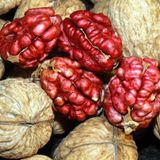 TohumBul Tüplü Aşılı Özel Üretim Kırmızı Ceviz Fidanı
