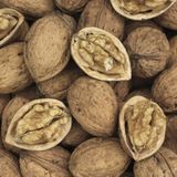 TohumBul Tüplü Aşılı Ronde de Montignac Ceviz Fidanı