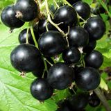 TohumBul Tüplü Black (Siyah) Golyat Frenk Üzümü Fidanı