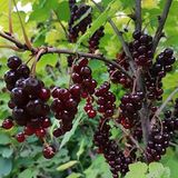 TohumBul Tüplü Black Tokat 3 Frenk Üzümü Fidanı