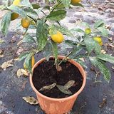 TohumBul Tüplü Bodur Formda Yediveren Limon Fidanı İç Mekan İçin İdeal