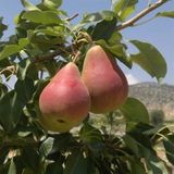 TohumBul Tüplü Etruşka(Etrusca) Armut Fidanı