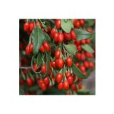 TohumBul Tüplü Goji Berry Kırmızı Kurt Üzümü Fidanı (10 adet)