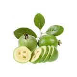 TohumBul Tüplü Kaymak Ağacı Feijoa Fidanı
