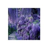 TohumBul Tüplü Özel Üretim Yoğun Kokulu Wisteria Sinensis Mor Salkım Fidanı (40-60 cm)