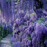 TohumBul Tüplü Özel Ürün Yoğun Kokulu Wisteria Sinensis Mor Salkım Fidanı (30-50 CM) 5 adet
