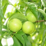 TohumBul Tüplü Yarı Bodur Early White Nektarin Fidanı