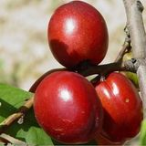 TohumBul Tüplü Yarı Bodur Yumuşak Big Nektarin Fidanı