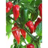 Tohumcu Kikizade Bhut Jolokia Kurutulmuş Biber