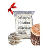 tohumcu kikizade Kavak Ağacı Mantarı Tohumu Miseli 5kg Yeni Misel Istiridye Mantarı ( Rehber Hediyeli ) Kayın,kavak