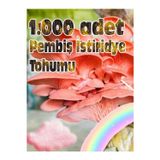 Tohumcu Kikizade Pembe Istiridye Mantarı Miseli Tohumu Vakumlu 100 Gram ( Ekim Kılavuzu)