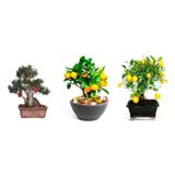 Tohumculuk 3'lü Bonsai Ağacı Ekim Kayısı Portakal Nar Bonzai Ağacı Tohumu Kombin