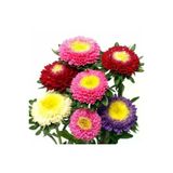 Tohumculuk Aster Cicegi Tohumu 50 Adet
