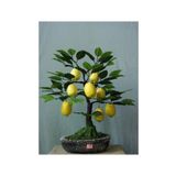 Tohumculuk Bodur Hin Limonu Bonzai Agaci Tohumu 5 Adet Bonsai Agaci Tohumu