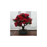 Tohumculuk Bodur Kirmizi Gul Bonzai Agaci Tohumu 5 Adet Tohum Bonsai Agaci Tohumu