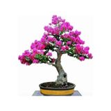 Tohumculuk Bodur Mersin Bonzai Ağacı Tohumu 5 Adet Bonsai Ağacı Tohumu