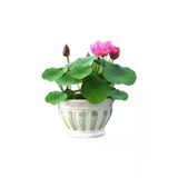 Tohumculuk Eko Paket 5 Adet Tohum Nadir Ithal Kutsal Lotus Tohumu Nilufer Cicegi