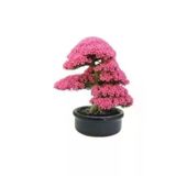 Tohumculuk Erguvan Bonzai Ağacı Tohumu 5 Adet Bonsai Ağacı Tohumu