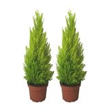 Tohumculuk Ithal Bodur Limon Selvi Bonzai Ağacı Tohumu 5 Tohum Bonsai Tohumu