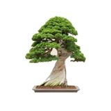Tohumculuk Okaliptüs Bonzai Ağacı Tohumu 5 Adet Bonsai Ağacı Tohumu
