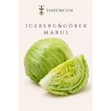 TOHUMCUM Iceberg & Göbek Marul Tohumu (50 ad)