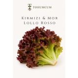 TOHUMCUM Kırmızı & Mor Marul Lollo Rosso Tohumu (50 ad)