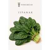 Tohumcum Sertifikalı Matador Ispanak Tohumu (200 Ad)