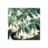Tohumcumm 10 Adet Tohum Angel Trumpet Çiçeği Tohum Melek Borazanı Çiçeği Tohum Tohum Saksı Toprak