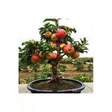 Tohumcumm 10 Adet Tohum Bodur Bonsai Elma Ağacı Bonzai Tohumu Sürpriz Bonsai Ağaç Tohum