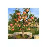 Tohumcumm 10 Adet Tohum Bodur Bonsai Elma Ağacı Bonzai Tohumu Sürpriz Hediye Bonsai Ağacı Tohumu