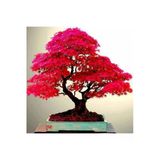 Tohumcumm 10 Adet Tohum Bodur Bonsai Japon Red Maple Ağacı Bonzai Tohumu Saksı Toprak Hediyemizdir