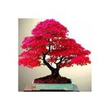 Tohumcumm 10 Adet Tohum Bodur Bonsai Japon Red Maple Ağacı Bonzai Tohumu Süpriz Hediye Bonsai Ağacı Tohumu