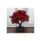 Tohumcumm 10 Adet Tohum Bodur Bonsai Kırmızı Gül Ağacı Bonzai Tohumu Saksı Toprak Hediyemizdir