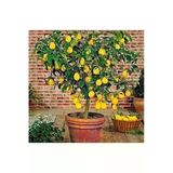 Tohumcumm 10 Adet Tohum Bodur Bonsai Limon Ağacı Tohumu Italyan Limon Seti Saksı Toprak Sürpriz Hediye Tohum