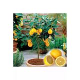 Tohumcumm 10 Adet Tohum Bodur Bonsai Limon Ağacı Tohumu Italyan Limon Seti Saksı Toprak Sürpriz Hediyeli
