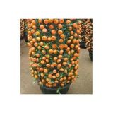 Tohumcumm 10 Adet Tohum Bodur Bonsai Mandalina Bonzai Ağacı Tohum Süpriz Hediye Bonsai Ağacı Tohum