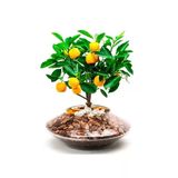 Tohumcumm 10 Adet Tohum Bodur Bonsai Washington Portakal Ağaç Tohumu Bonsai Toprakal Ağacı Saksı Toprak Hediye
