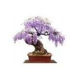 Tohumcumm 10 Adet Tohum Bodur Jakaranda Bonsai Ağacı Tohumu Saksı Toprak Süpriz Hediye Bonsai Ağacı Tohumu