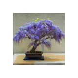Tohumcumm 10 Adet Tohum Bodur Jakaranda Bonsai Ağacı Tohumu Sürpriz Hediye Bonsai Ağacı Tohumludur