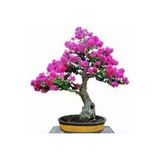 Tohumcumm 10 Adet Tohum Bodur Pembe Erguvan Bonzai Ağac Ekim Seti Saksı Toprak Süpriz Hediye Bonsai Tohumu