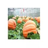 Tohumcumm 10 Adet Tohum Dev Kabak Tohumu Büyük Antik Giant Kabak Tohum Süpriz Hediye Tohumludur