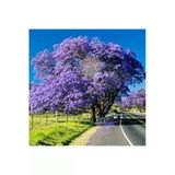 Tohumcumm 10 Adet Tohum Jakaranda Dev Jakaranda Ağacı Tohumu Sürpriz Hediye Bonsai Ağacı Tohumu