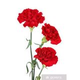 Tohumcumm 10 Adet Tohum Karanfil Çiçeği Tohumu Çiçek Tohumu + Saksı + Toprak
