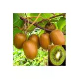 Tohumcumm 10 Adet Tohum Kivi Ağacı Tohumu Yeşil Tatlı Kivi Tohumu Sürpriz Hediye Bonsai Ağacı Tohumludur