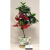 Tohumcumm 10 Adet Tohum Nadir Bulunan Bonsai Kahve Ağacı Tohumu Kahve Tohumu Hediye Tohumludur