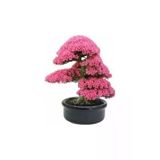Tohumcumm 10 Adet Tohum Nadir Bulunan Japon Sakura Ağacı Bonsai Prunus Serrulata Ağacı Ekim Kiti Saksı Toprak