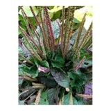 Tohumcumm 10 Adet Tohum Nadir Bulunan Organik Yabani Sinir Damar Otu Yara Otu Tohumu Saksı Toprak Hediye