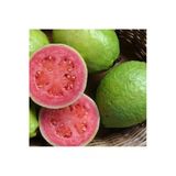 Tohumcumm 10 Adet Tohum Nadir Guava Meyve Ağaç Tohumu Tropikal İthal Meyve Tohumu Hediye Tohumu