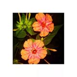 Tohumcumm 10 Adet Tohum Nadir Gündüz Sefası Gündüz Güzeli Çiçeği Tohumu Saksı Toprak Hediyemiz