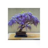Tohumcumm 10 Adet Tohum Nadir Ithal Mavi Jakaranda Ağaç Bonsai Tohumu Yeni Sezon Tohumu Hediye Tohumlu